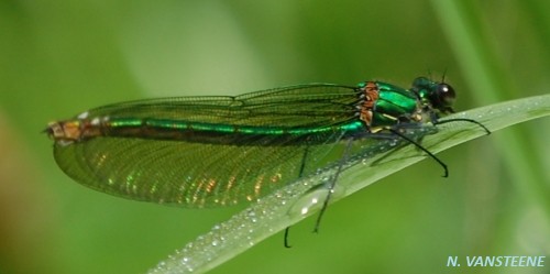 Calopteryx splendens